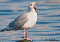 Larus glaucescens